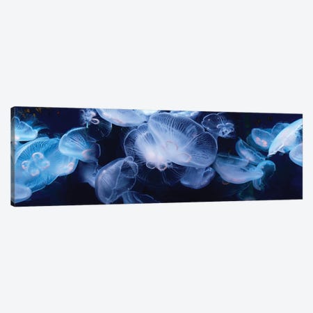 Jellyfish Swimming Underwater Canvas Print #PIM14709} by Panoramic Images Canvas Art