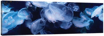 Jellyfish Swimming Underwater Canvas Art Print - Jellyfish Art