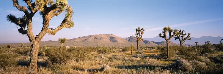 Joshua Tree National Park, California, USA I by Panoramic Images wall art