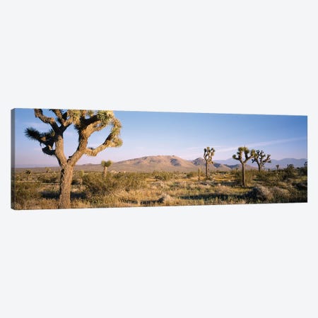 Joshua Tree National Park, California, USA I Canvas Print #PIM14711} by Panoramic Images Canvas Print