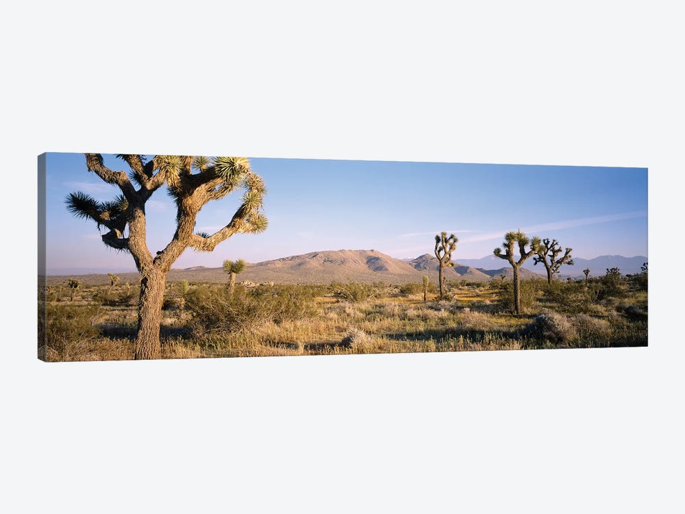 Joshua Tree National Park, California, USA I by Panoramic Images 1-piece Canvas Print