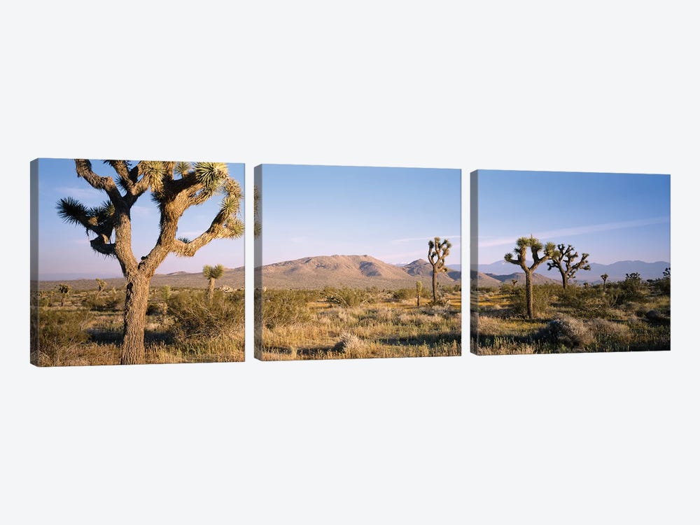 Joshua Tree National Park, California, USA I by Panoramic Images 3-piece Canvas Print