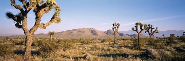 Joshua Tree National Park: Joshua Tree National Park, California, USA I by Panoramic Images