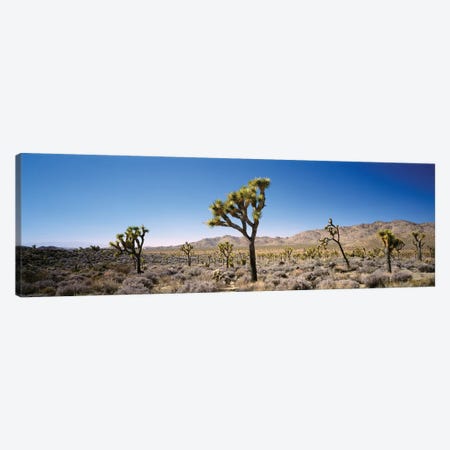 Joshua Tree National Park, California, USA II Canvas Print #PIM14712} by Panoramic Images Canvas Print