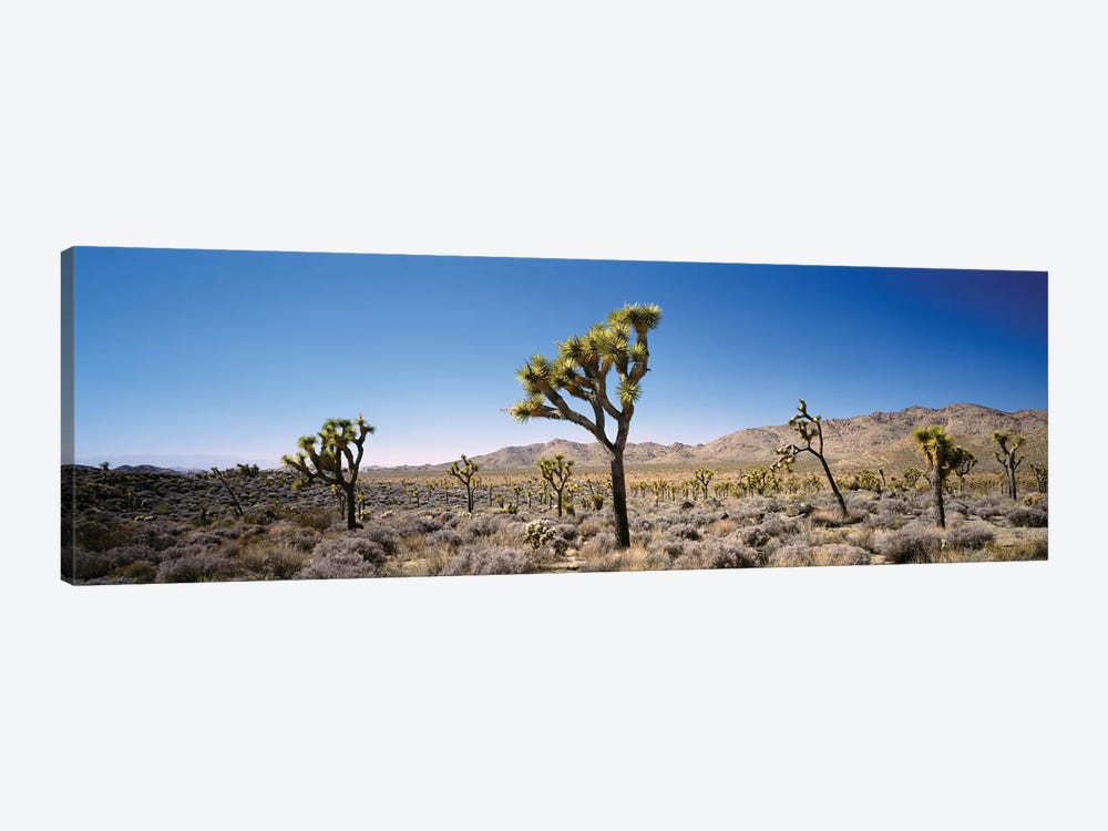 Joshua Tree National Park, California, USA II by Panoramic Images 1-piece Canvas Wall Art