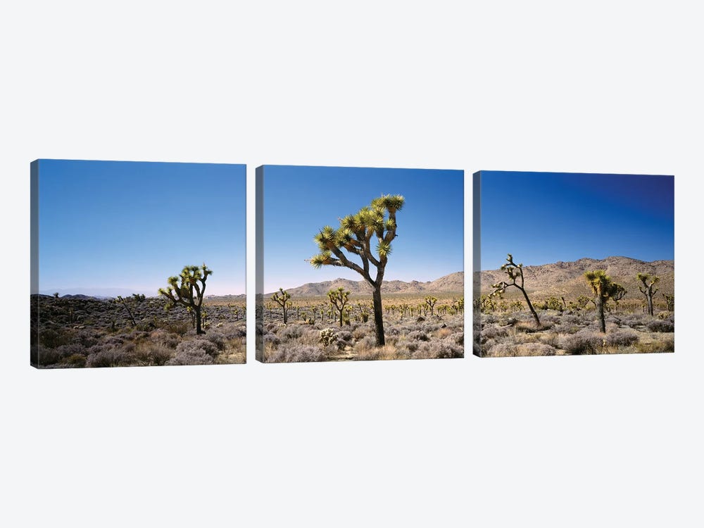 Joshua Tree National Park, California, USA II by Panoramic Images 3-piece Canvas Art