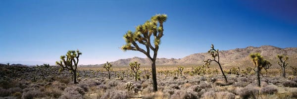 Quiver Trees: Joshua Tree National Park, California, USA II by Panoramic Images