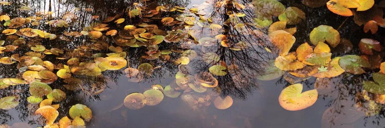 Lily Pad Floating In A Pond