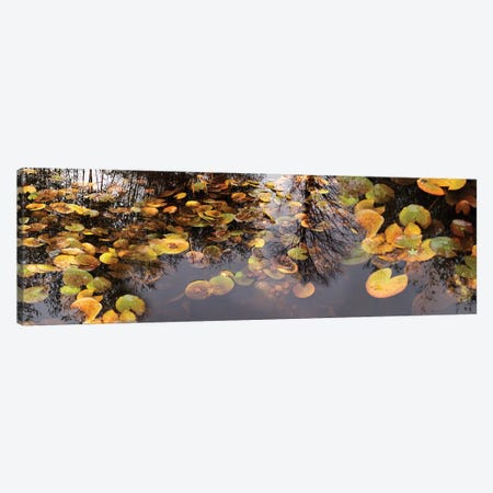 Lily Pad Floating In A Pond Canvas Print #PIM14718} by Panoramic Images Art Print