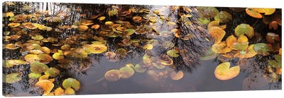 Lily Pad Floating In A Pond Canvas Art Print - Pond Art
