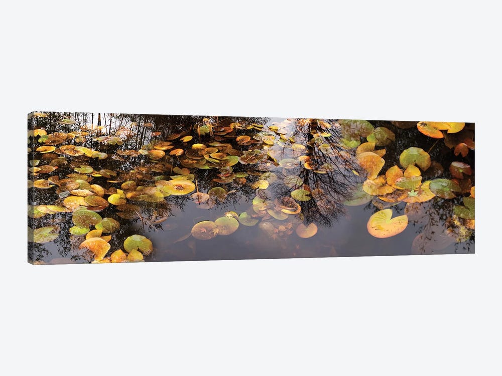 Lily Pad Floating In A Pond by Panoramic Images 1-piece Canvas Wall Art