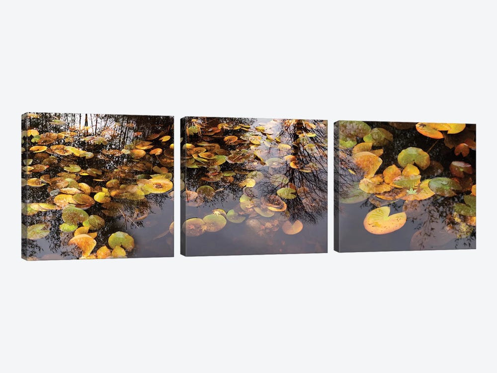 Lily Pad Floating In A Pond by Panoramic Images 3-piece Canvas Wall Art
