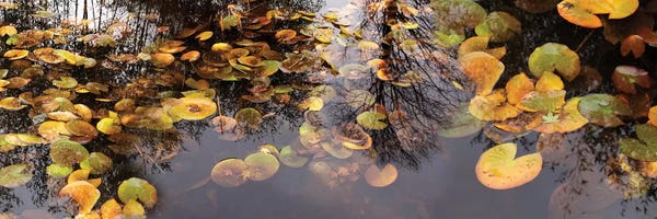 Water Close-Ups: Lily Pad Floating In A Pond by Panoramic Images