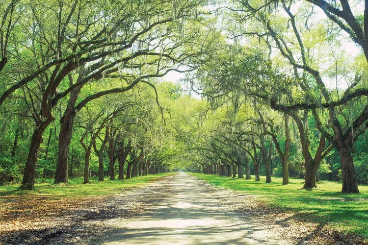 Live Oaks And Spanish Moss Wormsloe State Historic Site Savannah, Georgia