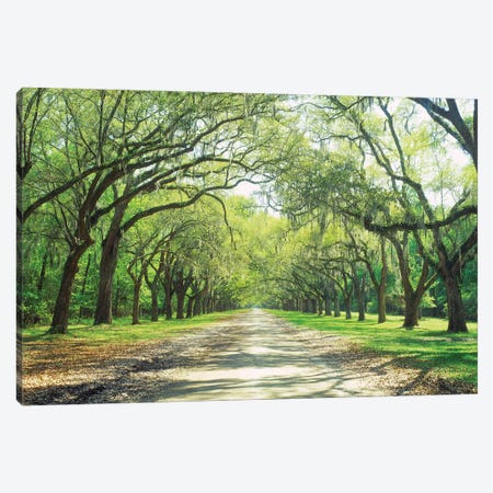 Live Oaks And Spanish Moss Wormsloe State Historic Site Savannah, Georgia Canvas Print #PIM14719} by Panoramic Images Art Print
