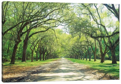 Live Oaks And Spanish Moss Wormsloe State Historic Site Savannah, Georgia Canvas Art Print - Oak Trees