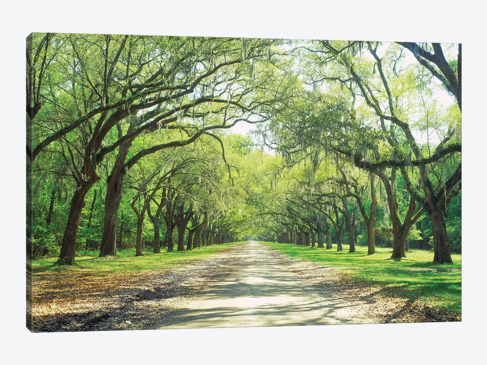 Live Oaks And Spanish Moss Wormsloe State Historic Site Savannah, Georgia by Panoramic Images 1-piece Canvas Art Print