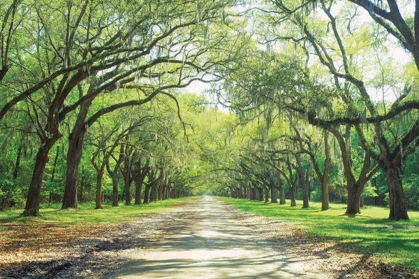 Georgia: Live Oaks And Spanish Moss Wormsloe State Historic Site Savannah, Georgia by Panoramic Images