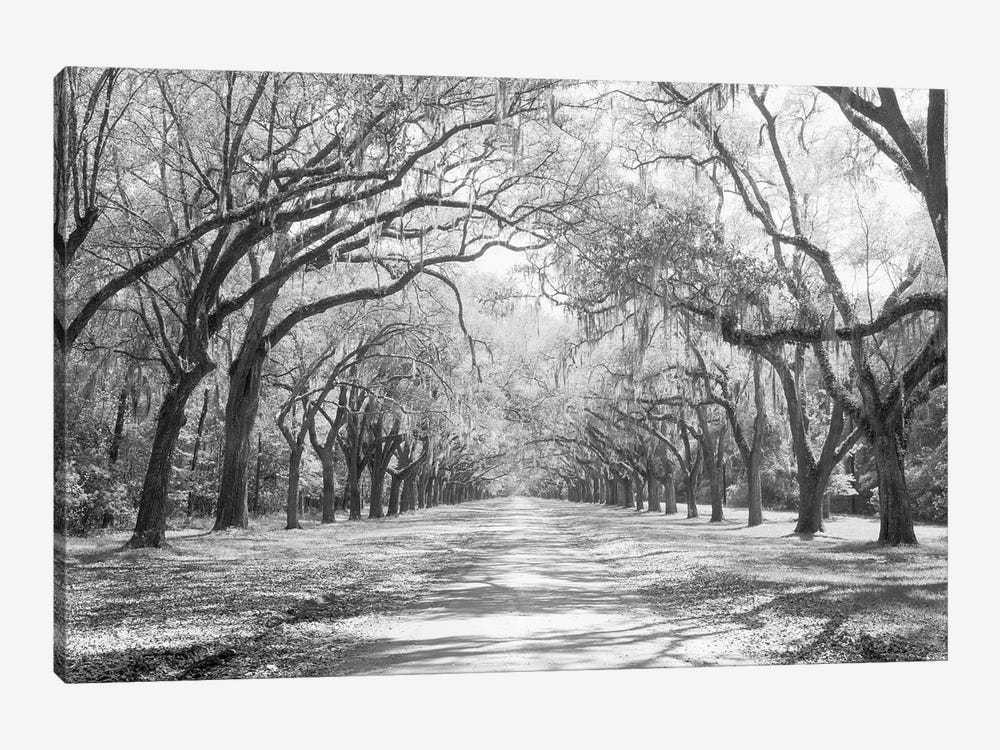 Live Oaks And Spanish Moss Wormsloe State Historic Site Savannah, Georgia (Black And White) I by Panoramic Images 1-piece Art Print