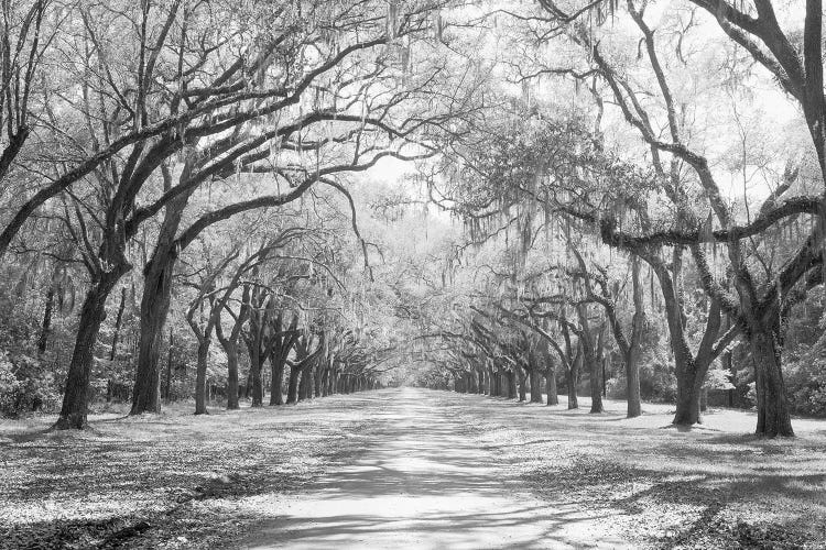 Live Oaks And Spanish Moss Wormsloe State Historic Site Savannah, Georgia (Black And White) I by Panoramic Images wall art