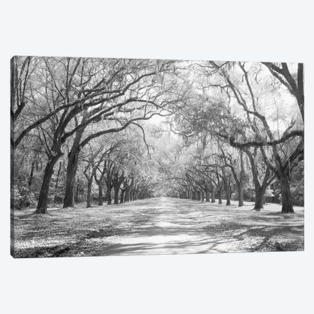 Live Oaks And Spanish Moss Wormsloe State Historic Site Savannah, Georgia (Black And White) I Canvas Print #PIM14720} by Panoramic Images Canvas Art