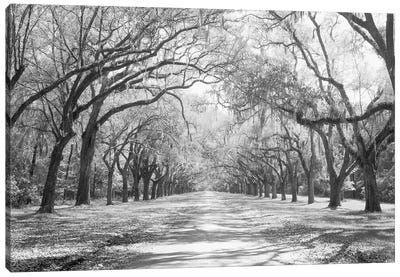 Live Oaks And Spanish Moss Wormsloe State Historic Site Savannah, Georgia (Black And White) I Canvas Art Print - Oak Trees