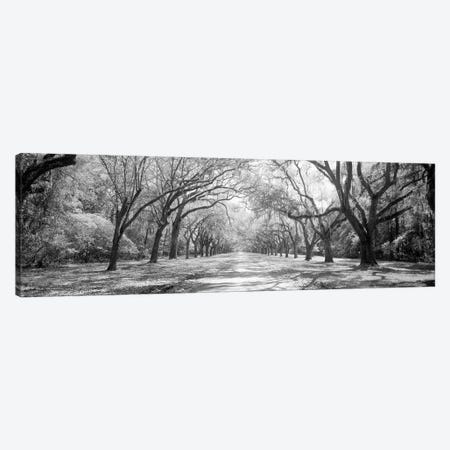 Live Oaks And Spanish Moss Wormsloe State Historic Site Savannah, Georgia (Black And White) II Canvas Print #PIM14721} by Panoramic Images Canvas Artwork