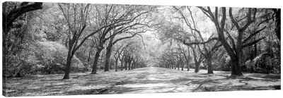Live Oaks And Spanish Moss Wormsloe State Historic Site Savannah, Georgia (Black And White) II Canvas Art Print - Oak Tree Art