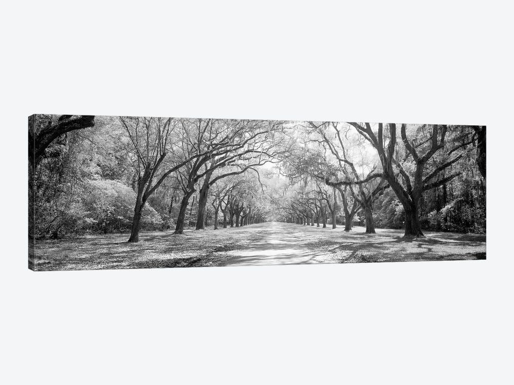 Live Oaks And Spanish Moss Wormsloe State Historic Site Savannah, Georgia (Black And White) II by Panoramic Images 1-piece Canvas Wall Art