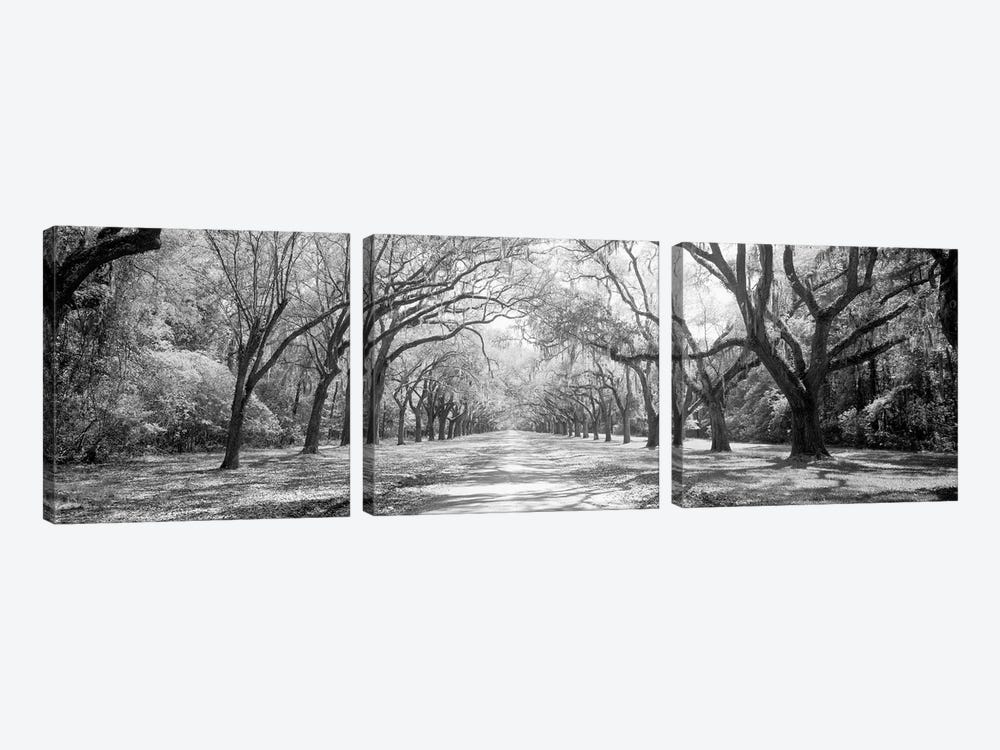 Live Oaks And Spanish Moss Wormsloe State Historic Site Savannah, Georgia (Black And White) II by Panoramic Images 3-piece Canvas Art