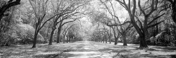 Georgia: Live Oaks And Spanish Moss Wormsloe State Historic Site Savannah, Georgia (Black And White) II by Panoramic Images