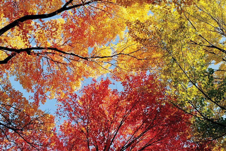 Low Angle View Of Autumn Trees