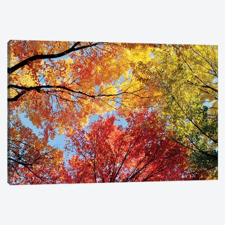Low Angle View Of Autumn Trees Canvas Print #PIM14723} by Panoramic Images Canvas Artwork