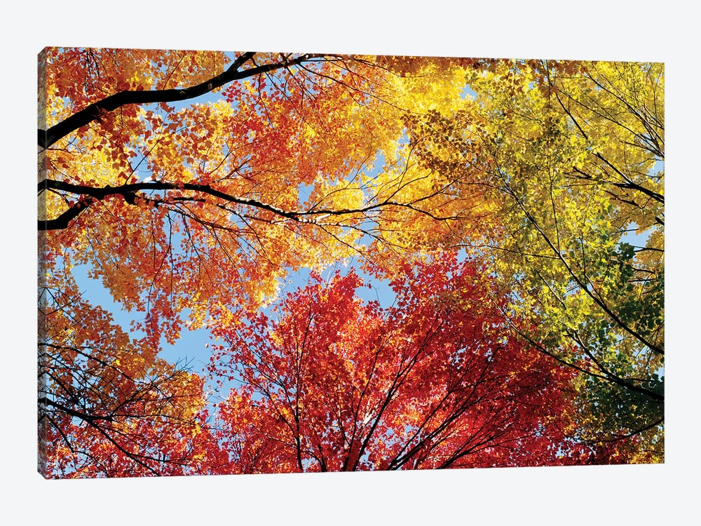 Low Angle View Of Autumn Trees by Panoramic Images 1-piece Canvas Artwork