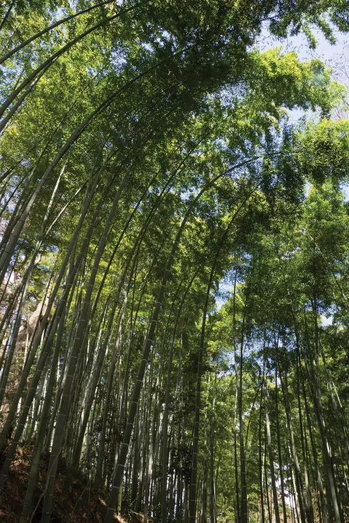 Low Angle View Of Bamboo Trees, Chuson-Ji, Hiraizumi, Iwate Prefecture, Japan