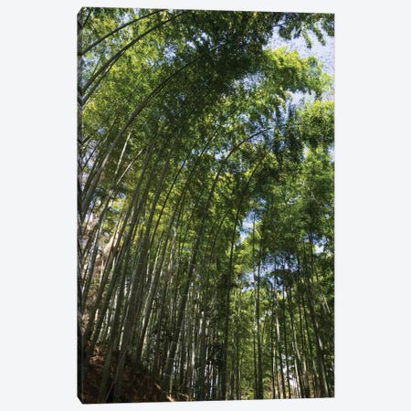 Low Angle View Of Bamboo Trees, Chuson-Ji, Hiraizumi, Iwate Prefecture, Japan Canvas Print #PIM14724} by Panoramic Images Canvas Art Print