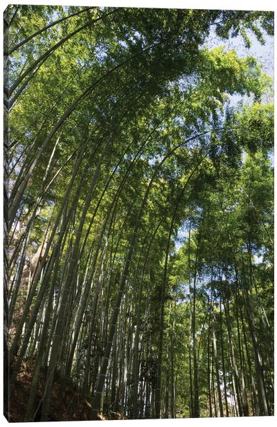 Low Angle View Of Bamboo Trees, Chuson-Ji, Hiraizumi, Iwate Prefecture, Japan Canvas Art Print - Bamboo Art
