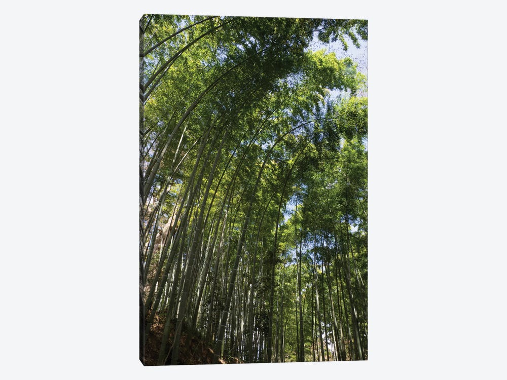 Low Angle View Of Bamboo Trees, Chuson-Ji, Hiraizumi, Iwate Prefecture, Japan by Panoramic Images 1-piece Canvas Art Print