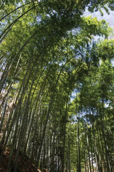 Bamboo: Low Angle View Of Bamboo Trees, Chuson-Ji, Hiraizumi, Iwate Prefecture, Japan by Panoramic Images