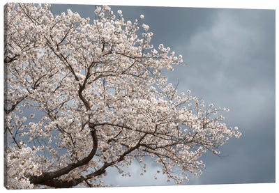 Low Angle View Of Cherry Tree Blossom Against Cloudy Sky, Kitakami, Iwate Prefecture, Japan Canvas Art Print - Blossom Art