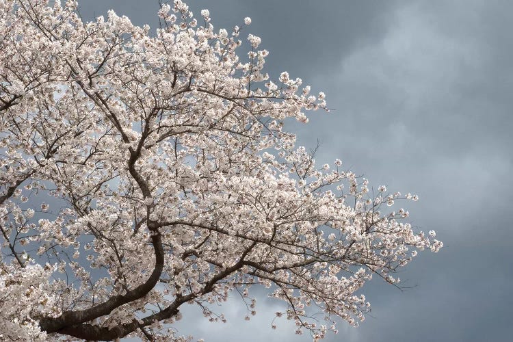 Low Angle View Of Cherry Tree Blossom Against Cloudy Sky, Kitakami, Iwate Prefecture, Japan