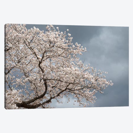 Low Angle View Of Cherry Tree Blossom Against Cloudy Sky, Kitakami, Iwate Prefecture, Japan Canvas Print #PIM14725} by Panoramic Images Art Print