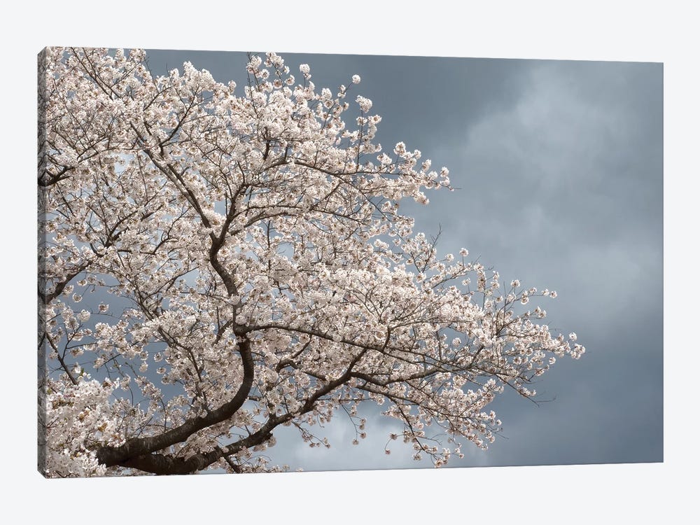 Low Angle View Of Cherry Tree Blossom Against Cloudy Sky, Kitakami, Iwate Prefecture, Japan by Panoramic Images 1-piece Canvas Artwork