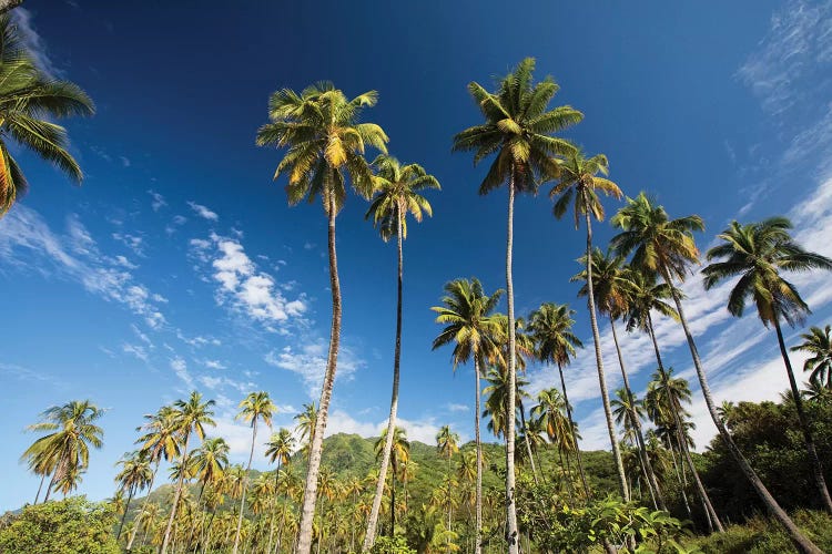 Low Angle View Of Palm Trees, Moorea, Tahiti, French Polynesia