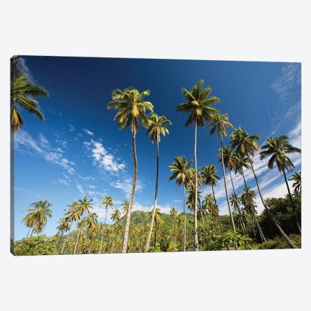 Low Angle View Of Palm Trees, Moorea, Tahiti, French Polynesia Canvas Print #PIM14730} by Panoramic Images Canvas Art Print