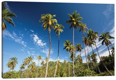 Low Angle View Of Palm Trees, Moorea, Tahiti, French Polynesia Canvas Art Print - French Polynesia Art