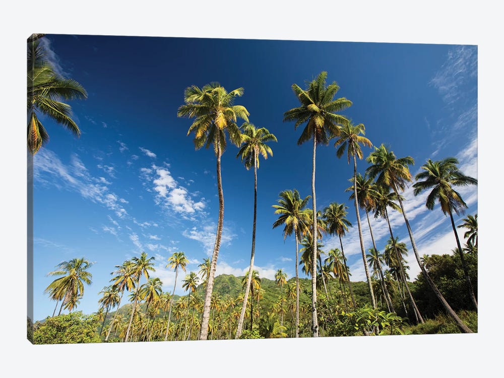 Low Angle View Of Palm Trees, Moorea, Tahiti, French Polynesia by Panoramic Images 1-piece Canvas Artwork