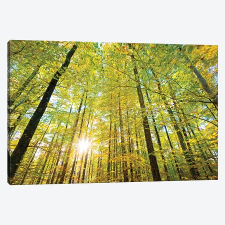 Low Angle View Of Sun Shining Through Trees, Baden-Württemberg, Germany Canvas Print #PIM14733} by Panoramic Images Canvas Art Print