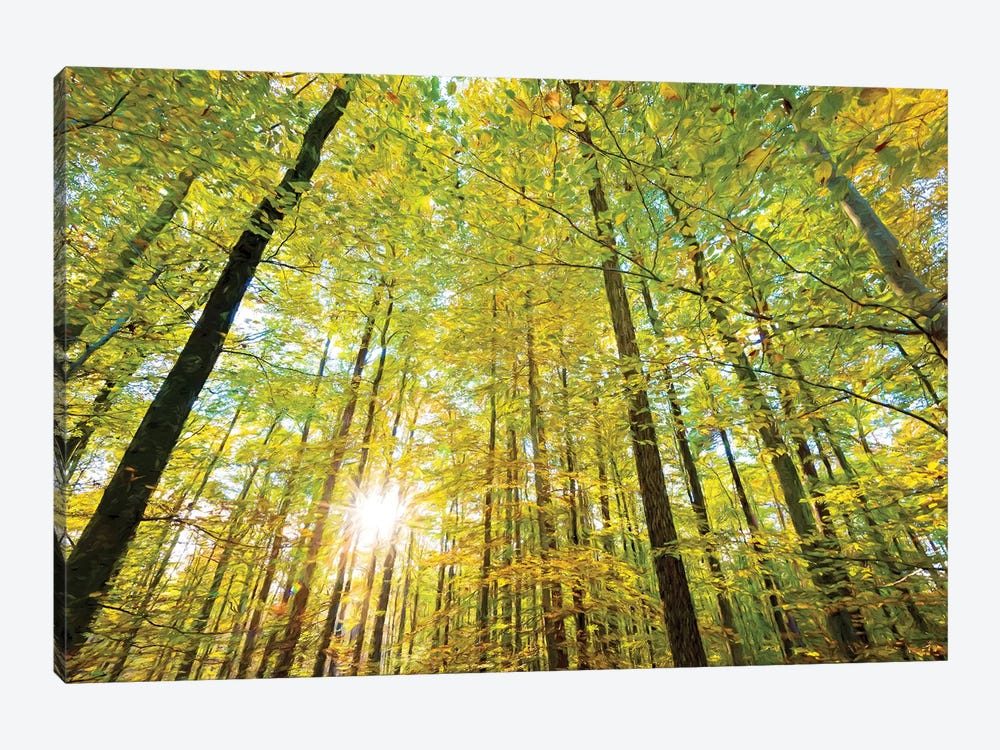 Low Angle View Of Sun Shining Through Trees, Baden-Württemberg, Germany by Panoramic Images 1-piece Art Print