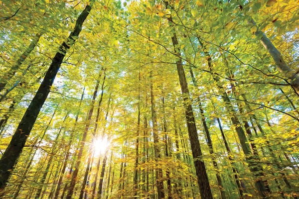 Low Angle View Of Sun Shining Through Trees, Baden-Württemberg, Germany